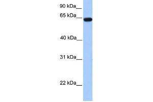 Image no. 1 for anti-Zinc Finger Protein 296 (ZNF296) (N-Term) antibody (ABIN2778482)