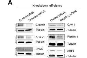 Image no. 3 for anti-Flotillin 1 (FLOT1) (C-Term) antibody (ABIN2855944)