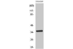 Image no. 1 for anti-Aminoadipate-Semialdehyde Dehydrogenase-phosphopantetheinyl Transferase (AASDHPPT) (N-Term) antibody (ABIN3183108)