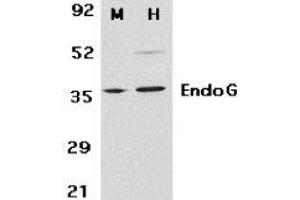 Image no. 2 for anti-Endonuclease G (ENDOG) antibody (ABIN499796)