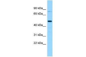 Image no. 1 for anti-Gasdermin A (GSDMA) (C-Term) antibody (ABIN2790361)