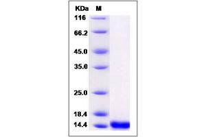 Image no. 1 for Fatty Acid Binding Protein 7, Brain (FABP7) (AA 1-132), (Mature) protein (ABIN2005267)