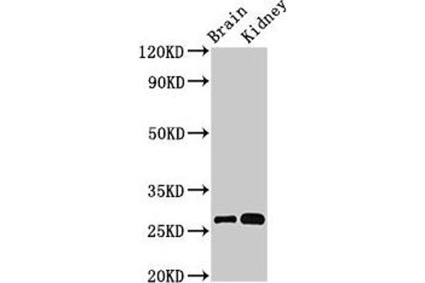 OLFML2B anticorps  (AA 451-750)