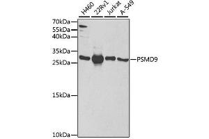 Image no. 1 for anti-Proteasome (Prosome, Macropain) 26S Subunit, Non-ATPase, 9 (PSMD9) antibody (ABIN6146349)