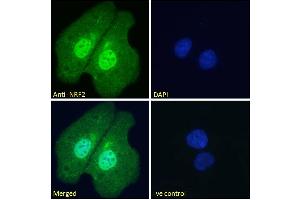 Image no. 3 for anti-Nuclear Factor (erythroid-Derived 2)-Like 2 (NFE2L2) (AA 445-458) antibody (ABIN768601)