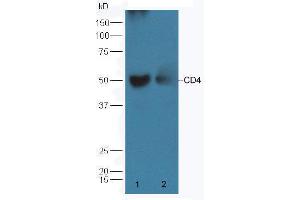 Image no. 6 for anti-CD4 (CD4) (AA 385-457) antibody (ABIN671376)