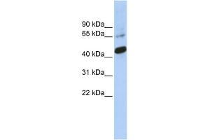 Image no. 1 for anti-SRY (Sex Determining Region Y)-Box 1 (SOX1) (Middle Region) antibody (ABIN2780735)