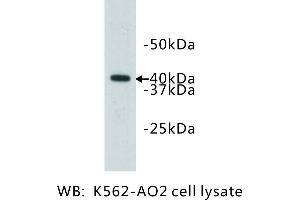Image no. 1 for anti-Ceramide Synthase 2 (CERS2) antibody (ABIN1112817)