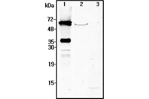 Image no. 1 for anti-Nicotinamide Nucleotide Adenylyltransferase 2 (NMNAT2) antibody (ABIN1169223)