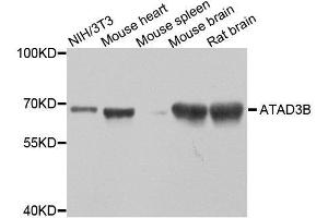 Image no. 3 for anti-ATPase Family, AAA Domain Containing 3B (ATAD3B) antibody (ABIN6137226)