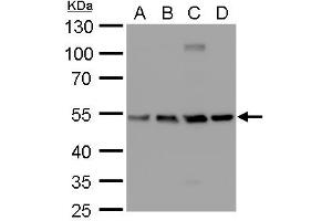 Image no. 1 for anti-Tubulin, beta 2A (TUBB2A) (Center) antibody (ABIN2857071)
