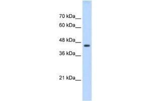 Image no. 1 for anti-TEA Domain Family Member 3 (TEAD3) antibody (ABIN2461689)