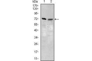 Image no. 2 for anti-Solute Carrier Family 27 (Fatty Acid Transporter), Member 5 (SLC27A5) (AA 508-570) antibody (ABIN1724762)