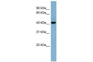 Image no. 1 for anti-Organic Solute Carrier Partner 1 (OSCP1) (N-Term) antibody (ABIN631871)