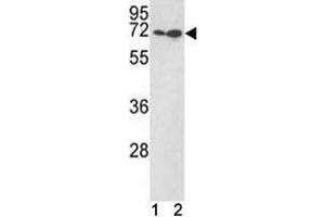Image no. 5 for anti-Kruppel-Like Factor 4 (Gut) (KLF4) (AA 69-101) antibody (ABIN3031572)