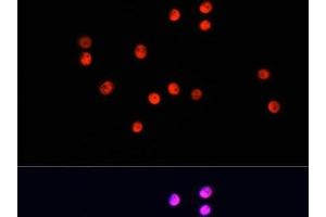 Immunofluorescence analysis of HT-29 cells using UBA1 Polyclonal Antibody at dilution of 1:100.