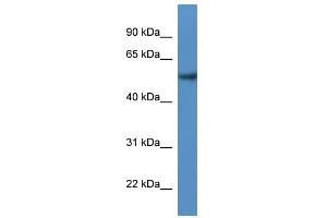 Western Blot showing SESN2 antibody used at a concentration of 1-2 ug/ml to detect its target protein.