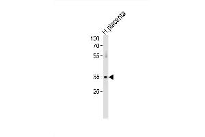 Image no. 1 for anti-Activating Transcription Factor 7 (AFT7) (AA 68-96), (N-Term) antibody (ABIN1881079)