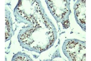 Image no. 5 for anti-Nucleolin (NCL) antibody (APC) (ABIN6166133)