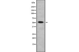 Image no. 2 for anti-Serine Incorporator 3 (SERINC3) (C-Term) antibody (ABIN6265511)