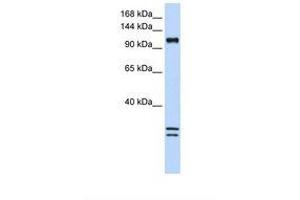 Image no. 1 for anti-NCK-Associated Protein 1-Like (NCKAP1L) (AA 1008-1057) antibody (ABIN6738380)