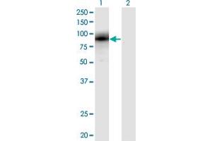 EGR1 antibody  (AA 444-543)