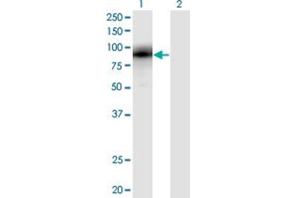 EGR1 antibody  (AA 444-543)