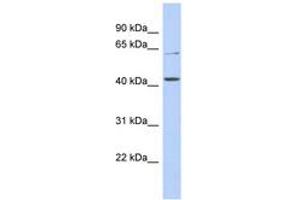 Image no. 1 for anti-Solute Carrier Family 22 (Organic Anion/urate Transporter), Member 12 (SLC22A12) (AA 35-84) antibody (ABIN6743236)