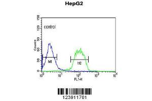 Image no. 1 for anti-F-Box Protein 3 (FBXO3) (AA 395-422), (C-Term) antibody (ABIN653142)