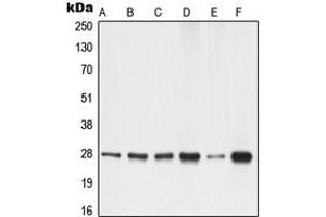 Image no. 2 for anti-14-3-3 gamma (YWHAG1) (Center) antibody (ABIN2705347)