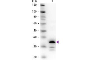 Image no. 1 for anti-Carboxypeptidase B1 (Tissue) (CPB1) antibody (ABIN96036)