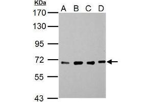 Image no. 2 for anti-Nucleoporin 62kDa (NUP62) (Center) antibody (ABIN2856548)