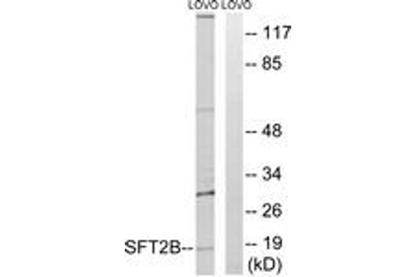 Vesicle Transport Protein SFT2B (SFT2B) (AA 61-110) antibody