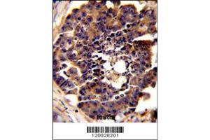 Image no. 2 for anti-P53 and DNA-Damage Regulated 1 (PDRG1) (AA 12-41), (N-Term) antibody (ABIN390943)