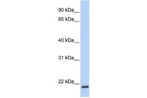 Image no. 1 for anti-Transmembrane Protein 35 (TMEM35) antibody (ABIN2459318)