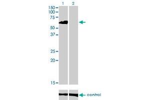 Image no. 3 for anti-Eukaryotic Translation Initiation Factor 4 gamma 3 (EIF4G3) (AA 1-515) antibody (ABIN563748)