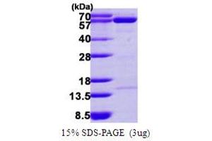 Image no. 1 for 5'-Nucleotidase, Cytosolic II (NT5C2) (AA 1-561) protein (His tag) (ABIN667570)