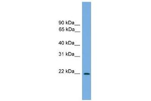 Image no. 1 for anti-Jun Dimerization Protein 2 (JDP2) (N-Term) antibody (ABIN2780080)