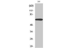 Image no. 1 for anti-Protein Inhibitor of Activated STAT, 3 (PIAS3) (N-Term) antibody (ABIN3186437)