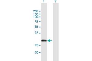 Western Blot analysis of CITED2 expression in transfected 293T cell line by CITED2 MaxPab polyclonal antibody.