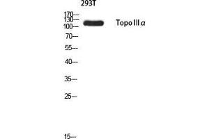 anti-Topoisomerase (DNA) III alpha (TOP3A) antibody