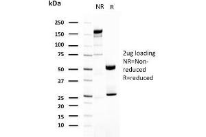 UPK1A Antikörper  (AA 114-173)