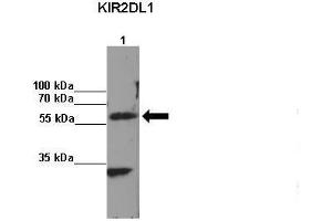Image no. 2 for anti-Killer Cell Immunoglobulin-Like Receptor, Two Domains, Long Cytoplasmic Tail, 1 (KIR2DL1) (C-Term) antibody (ABIN2789507)