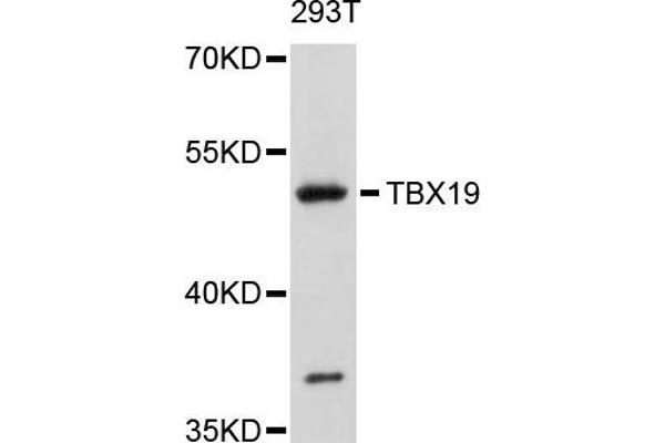 anti-T-Box 19 (TBX19) antibody