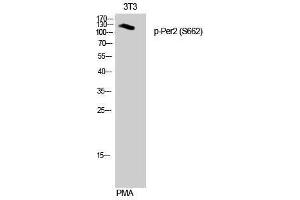 Image no. 1 for anti-Period Circadian Protein 2 (PER2) (pSer662) antibody (ABIN3182645)