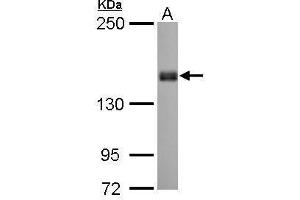 Image no. 3 for anti-Protein Tyrosine Phosphatase F Interacting Protein 1 (PPFIA1) (N-Term) antibody (ABIN2856986)