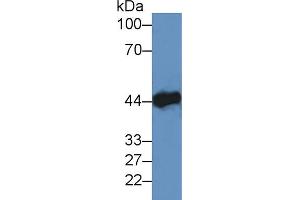 Image no. 4 for anti-Creatine Kinase, Muscle (CKM) (AA 11-367) antibody (ABIN1172308)