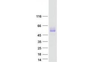 Image no. 1 for Signal-Regulatory Protein beta 1 (SIRPB1) (Transcript Variant 3) protein (Myc-DYKDDDDK Tag) (ABIN2732051)