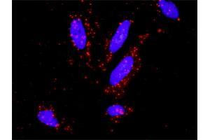 Image no. 1 for anti-Mismatch Repair Protein 2 (MSH2) (AA 835-934) antibody (ABIN518023)