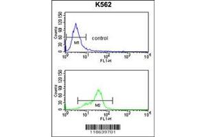 Image no. 4 for anti-Microfibrillar Associated Protein 5 (MFAP5) antibody (ABIN2445718)